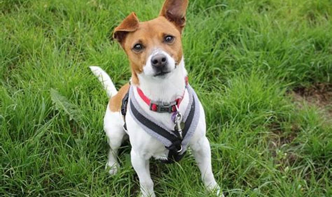 jack russell terrier adoption