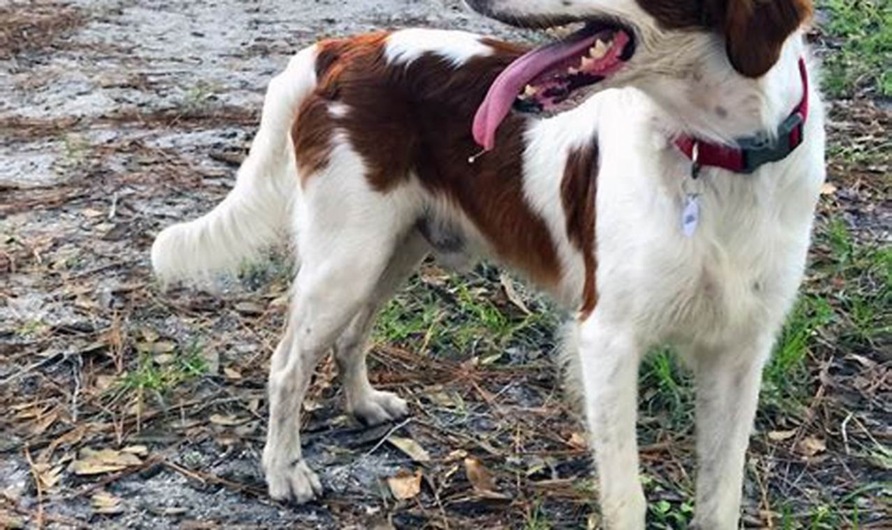 brittany spaniels for adoption