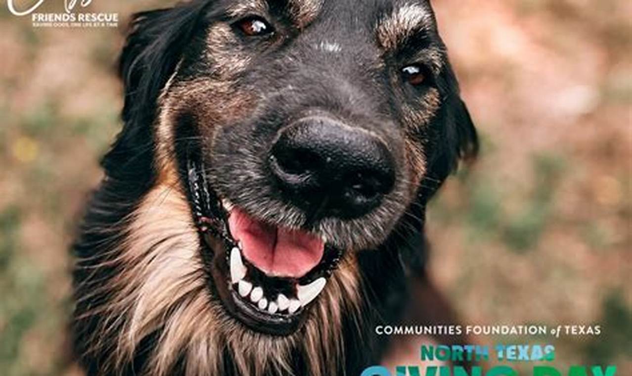 city of carrollton animal adoption