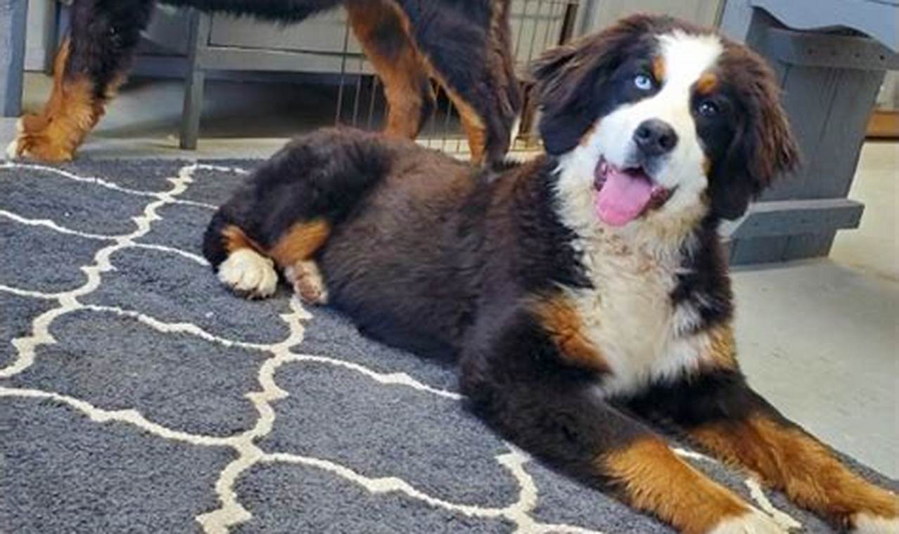 bernese mountain dog for adoption