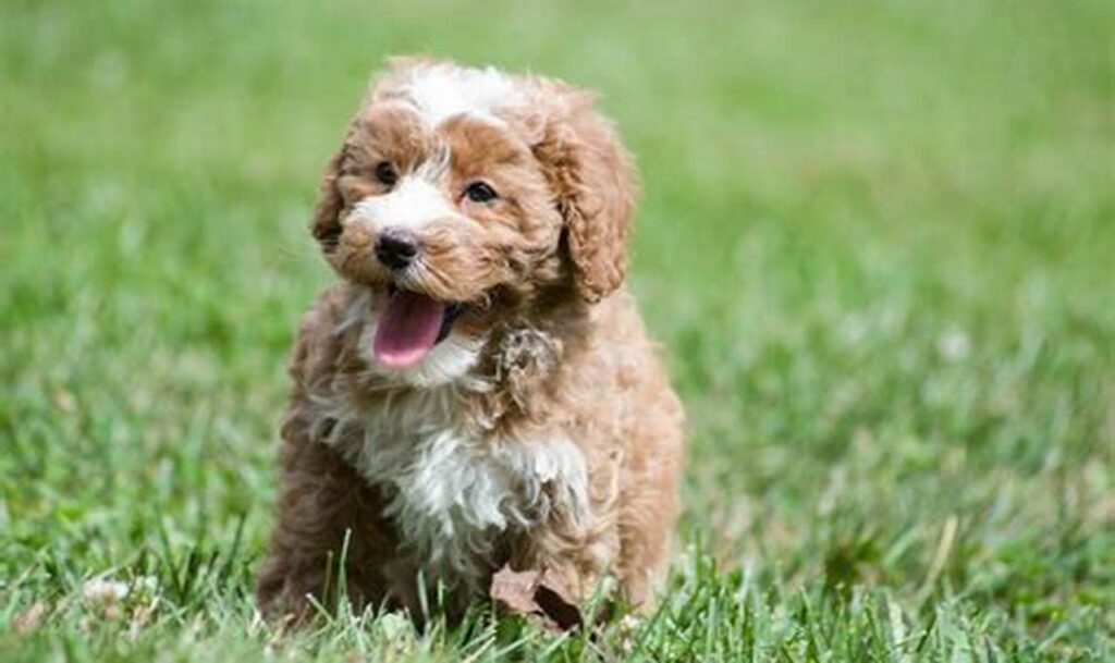 labradoodles for adoption