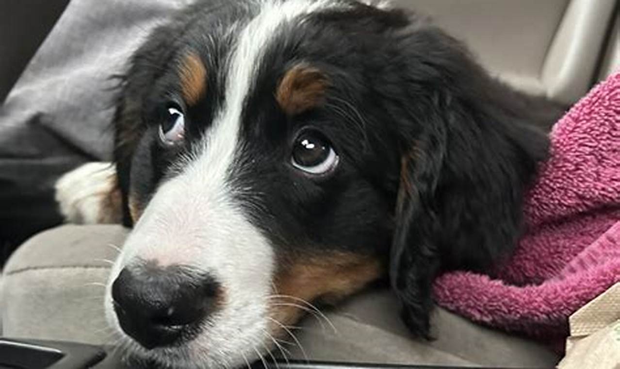 bernese mountain dogs for adoption
