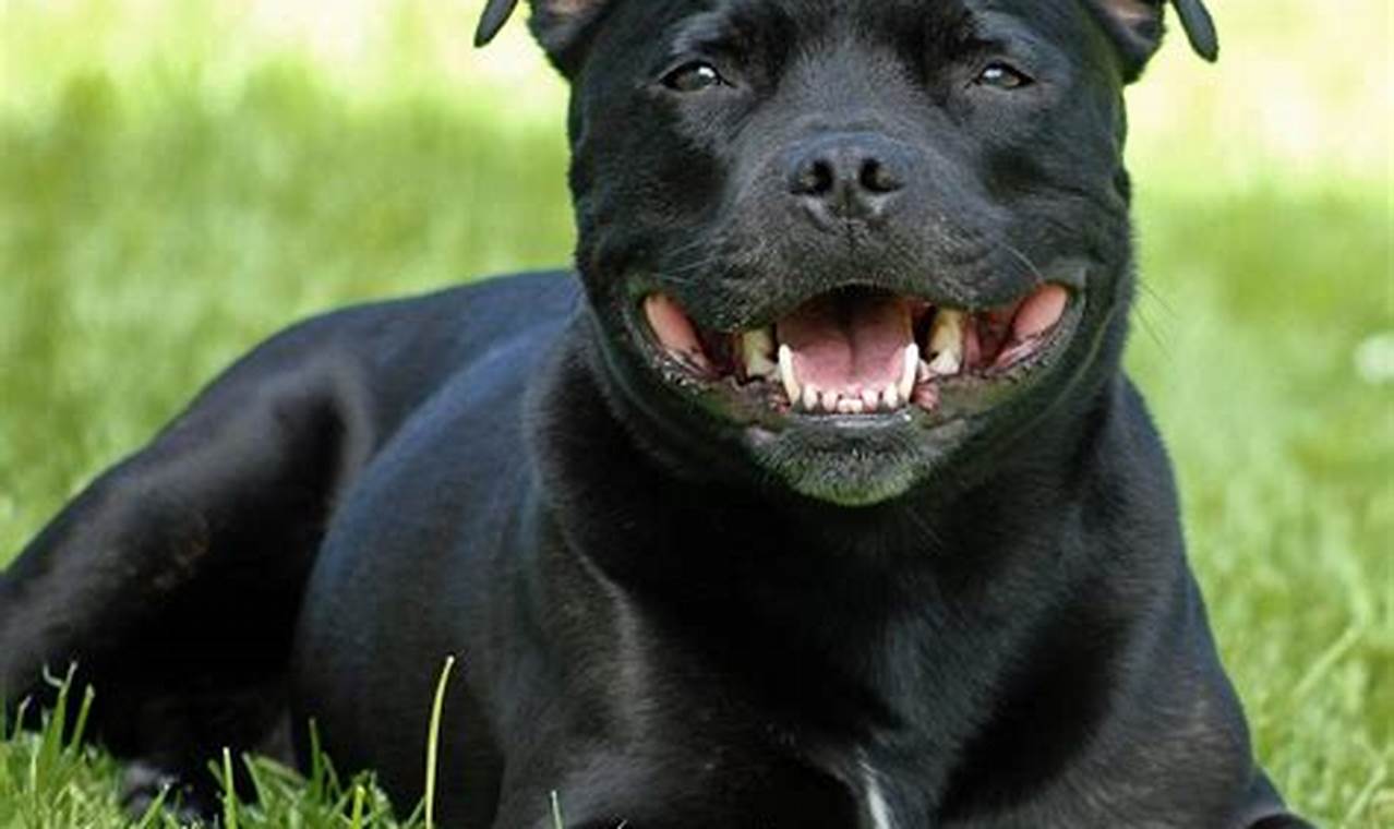 staffordshire bull terrier adoption
