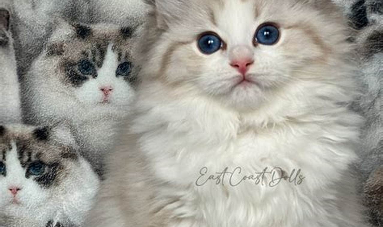 ragdoll kittens for adoption