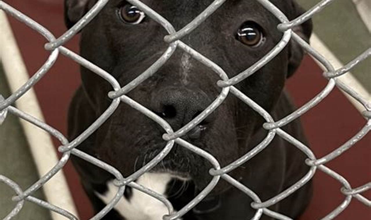 kenton county animal services adoption