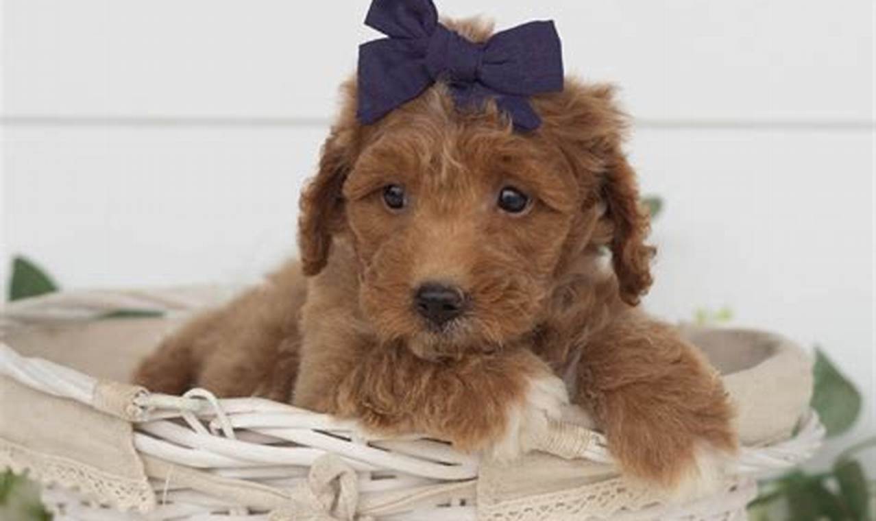 goldendoodles for adoption