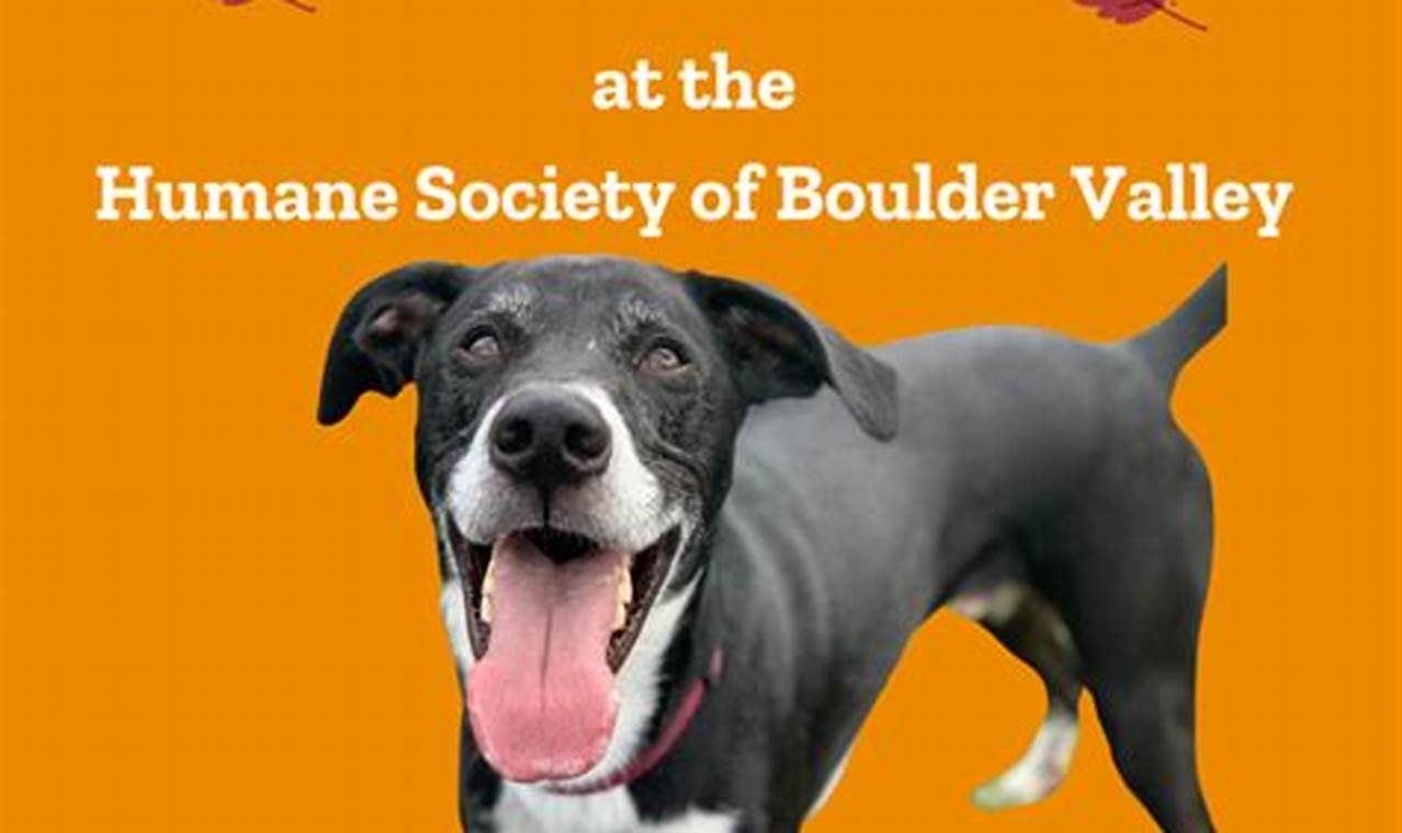 humane society of boulder valley adoption