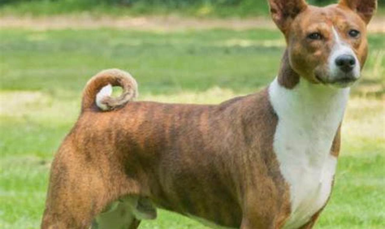 basenji for adoption