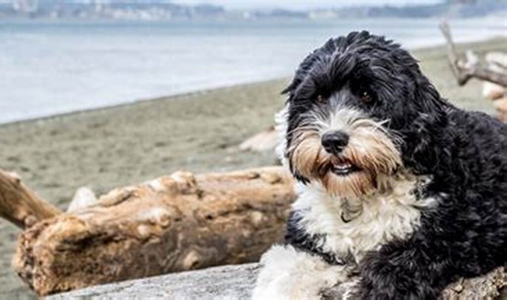 portuguese water dog for adoption