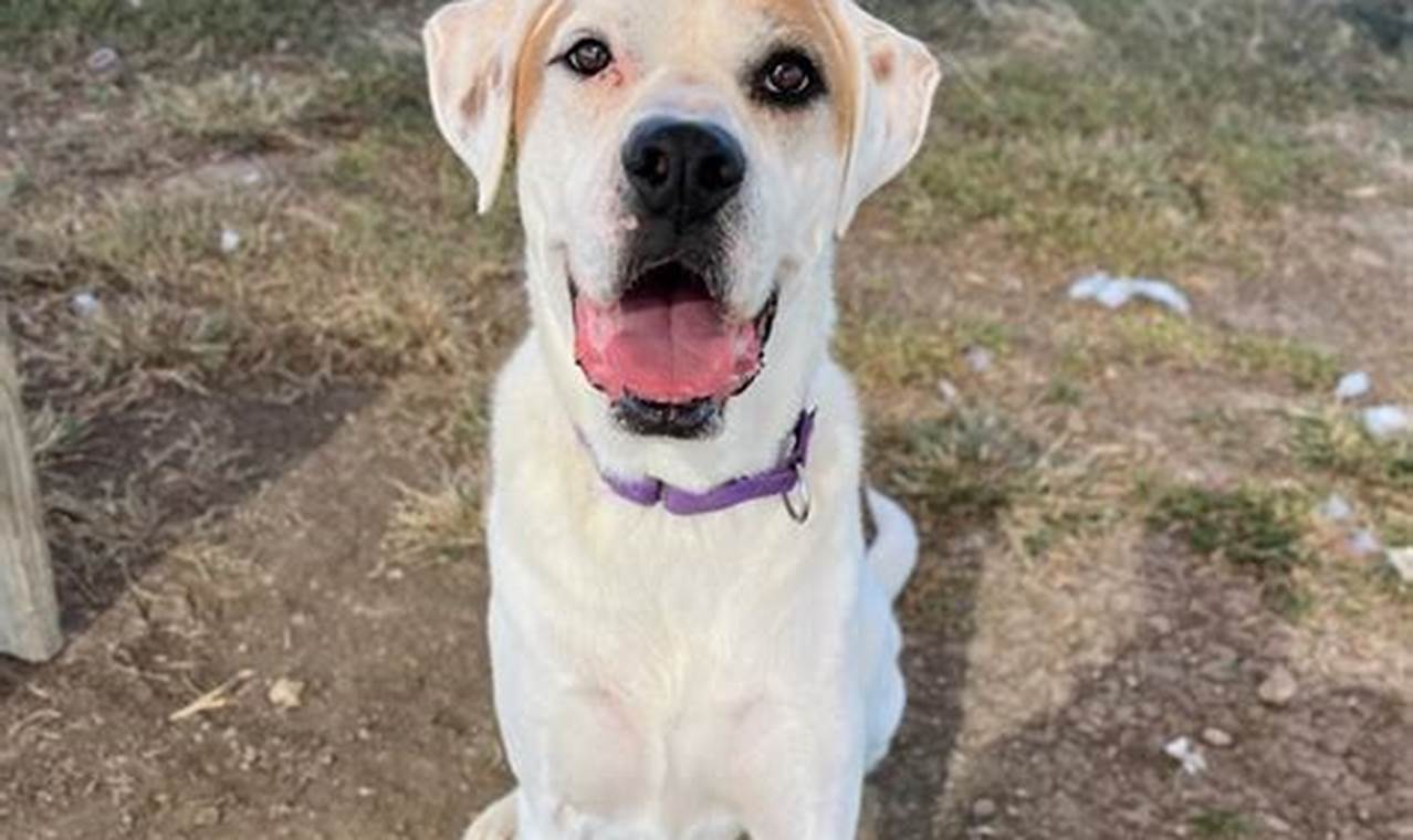 williamson county regional animal shelter adoption