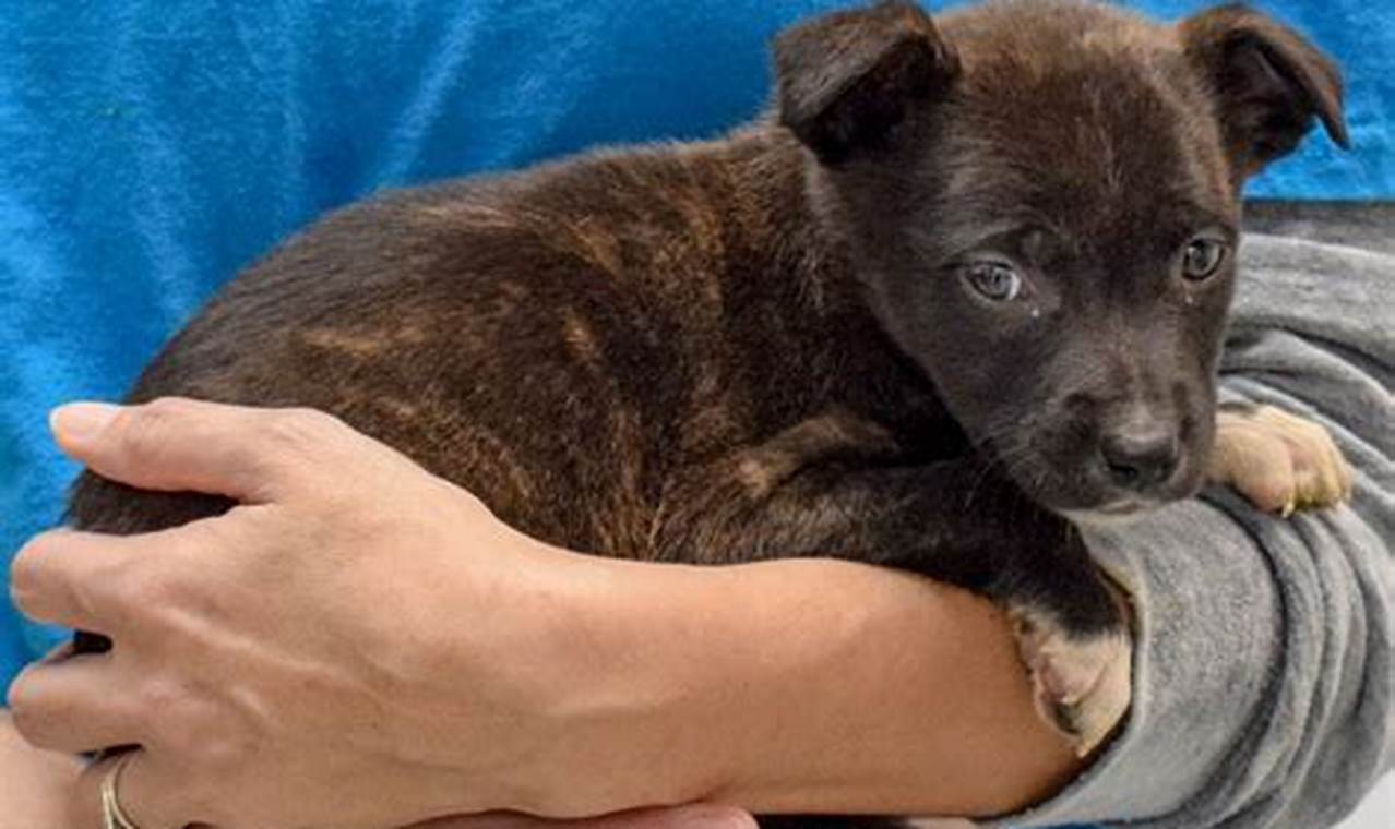 winnebago county animal adoption