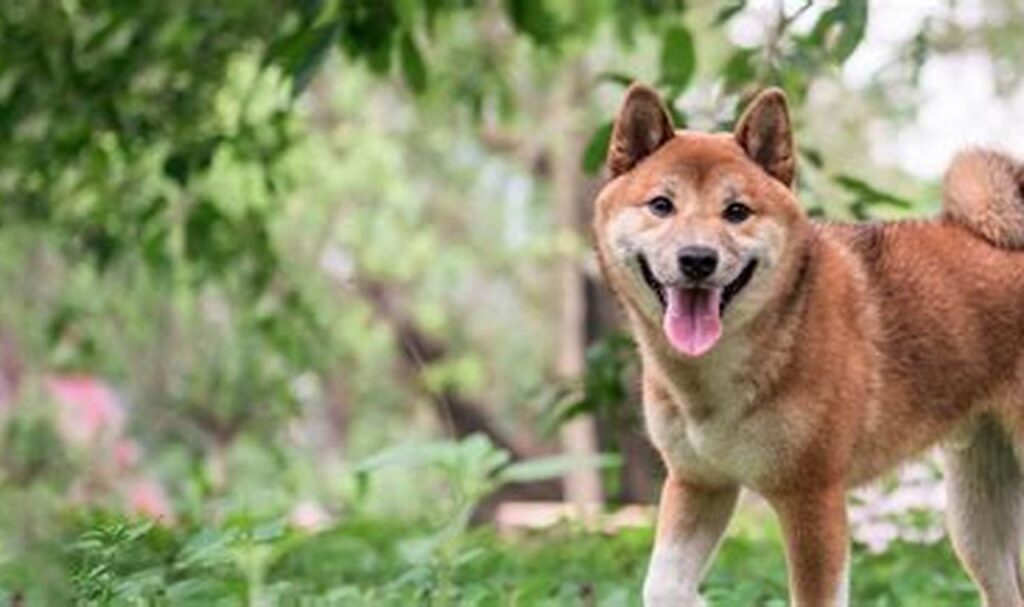 adopt a shiba inu