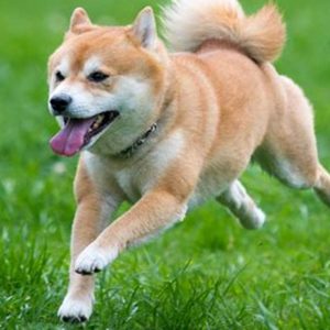 adopt a shiba inu