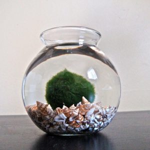marimo ball pets marimo ball pets