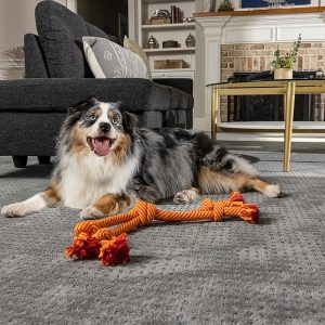 best carpet for pets best carpet for pets