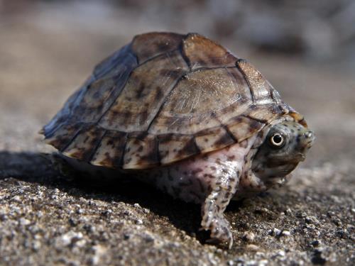 best turtles for pets best turtles for pets