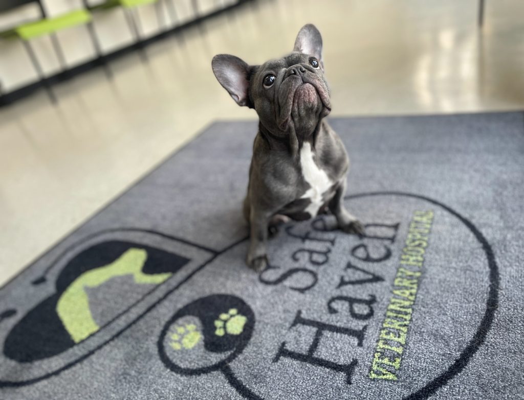 my pets animal hospital my pets animal hospital