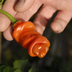 peter pepper plant