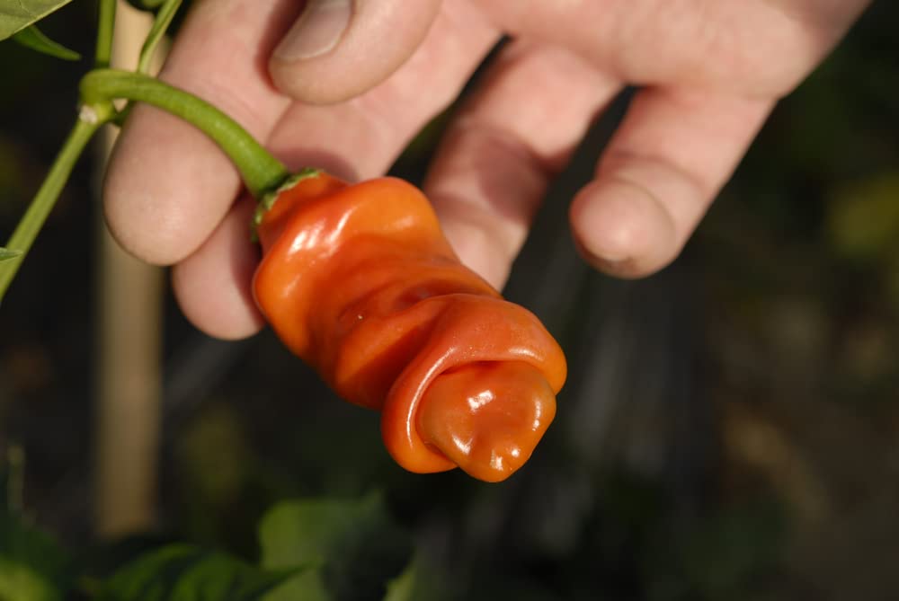 peter pepper plant peter pepper plant