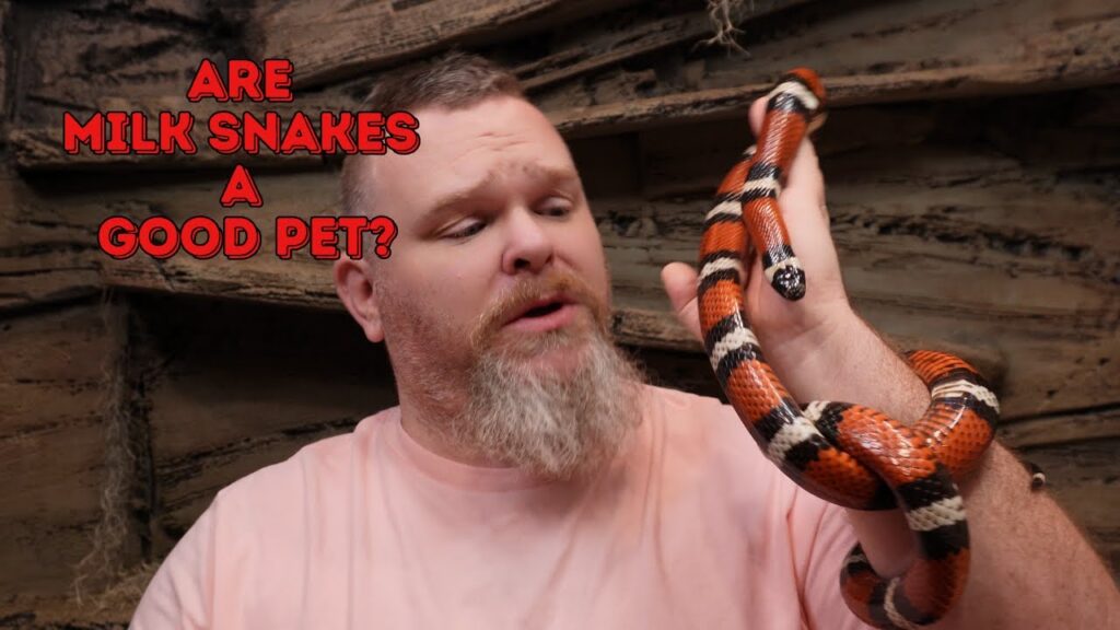 are milk snakes good pets