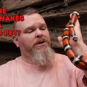 are milk snakes good pets