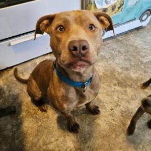 craigslist columbus ohio lost pets