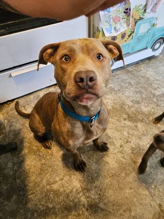 craigslist columbus ohio lost pets