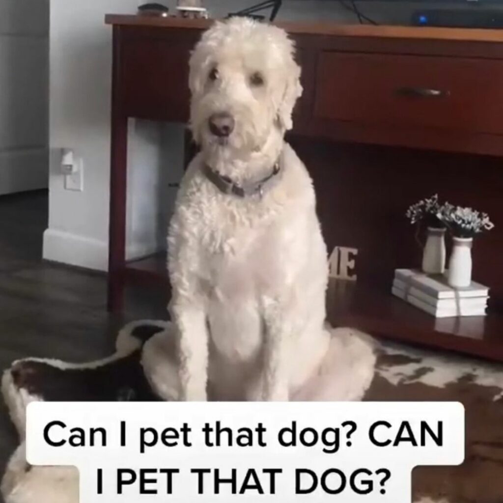 let me pet that dog remix