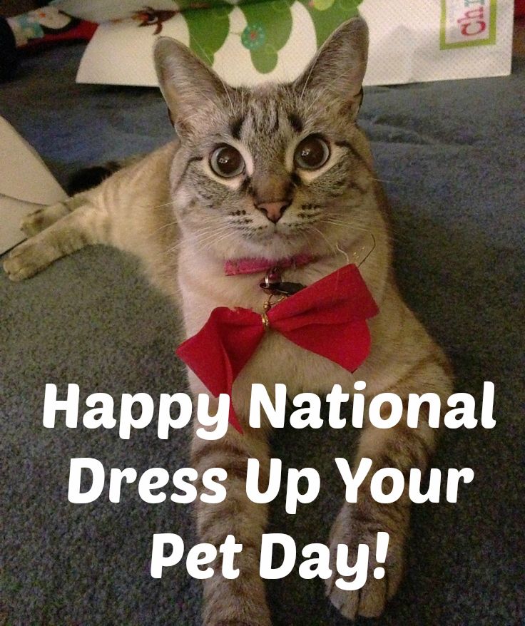 national dress up your pet day meme