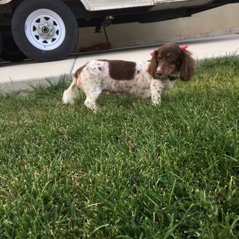 riverton pet essentials riverton ut