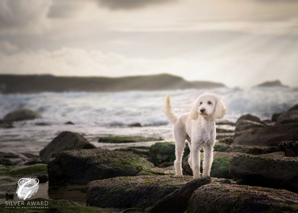capture pawfect moments discover the art of dog photography