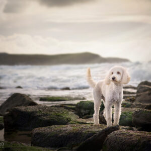 capture pawfect moments discover the art of dog photography