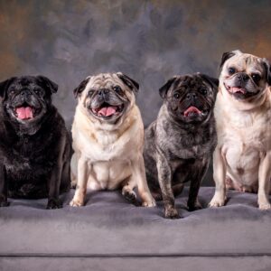 capture your furry friends unique charm with bonilla pet photography 1