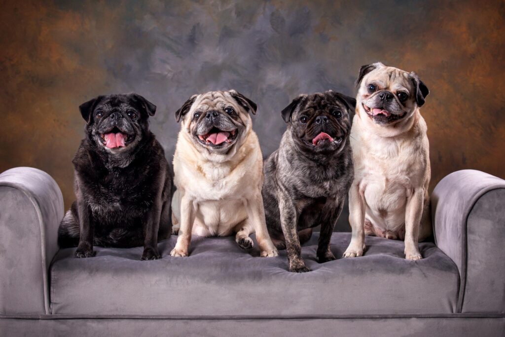 capture your furry friends unique charm with bonilla pet photography