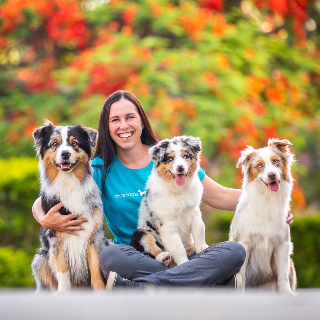 enchanting pet portraits capturing your furry friends charm by charlotte reeves