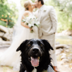 pawfect moments capturing the love with black dog wedding photography