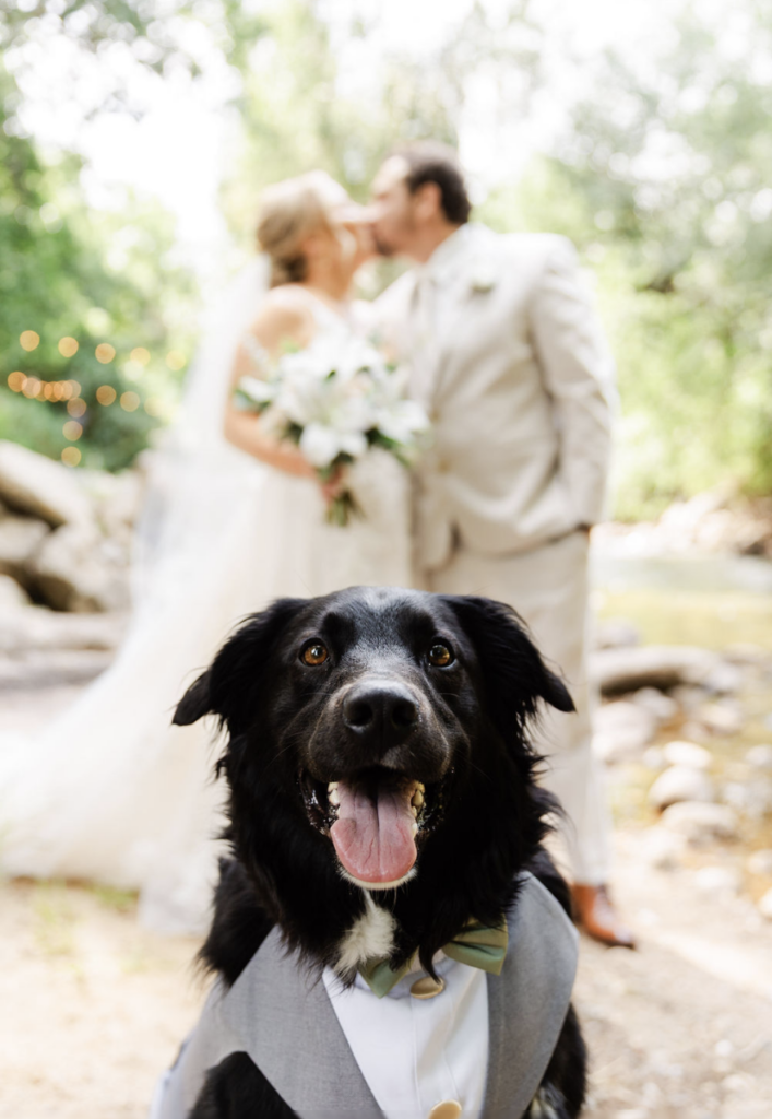 pawfect moments capturing the love with black dog wedding photography