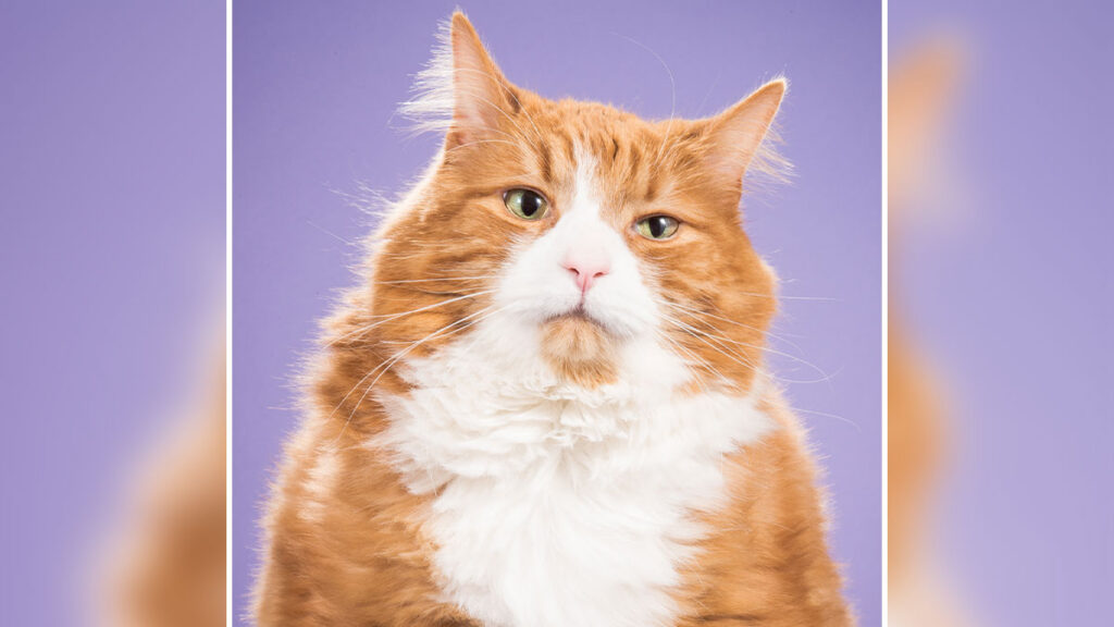 purrfect cat photos eye catching images for every cat lover