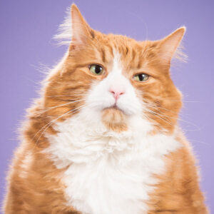 purrfect cat photos eye catching images for every cat lover