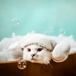 tips for bathing your cat a comprehensive guide