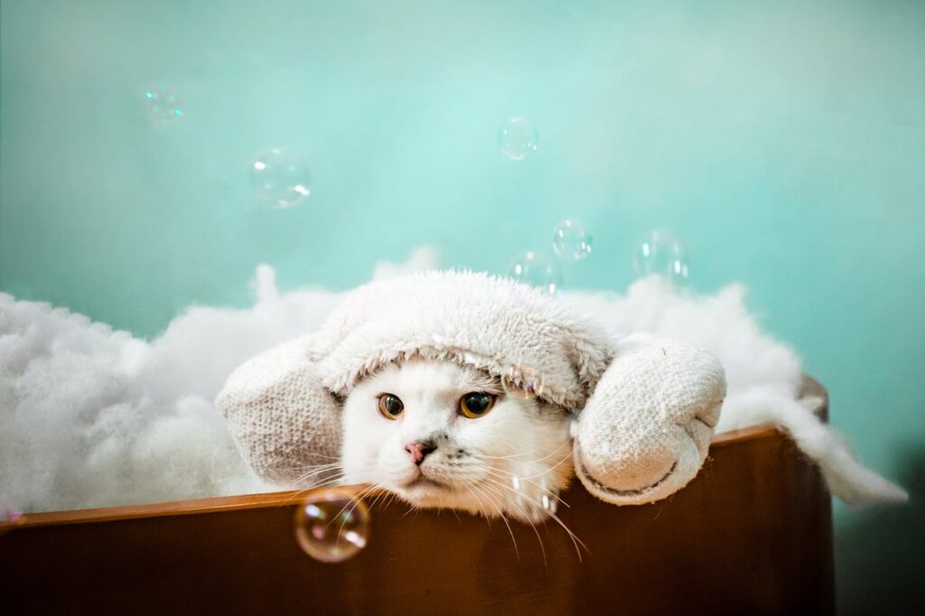tips for bathing your cat a comprehensive guide