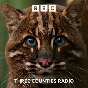 unveiling the secrets of cat survival trust photography capturing the essence of feline resilience 1