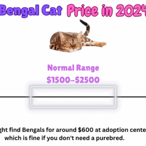 whats behind the rising interest in bengal cat price across the us