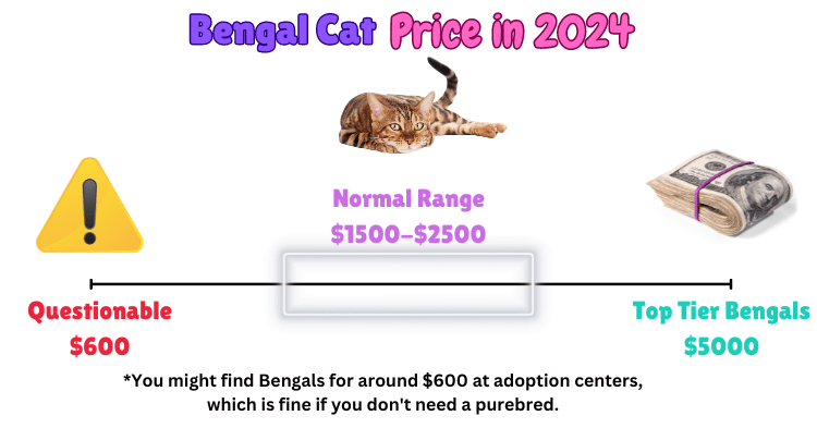 whats behind the rising interest in bengal cat price across the us