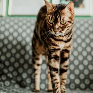 Bengal Cat Price