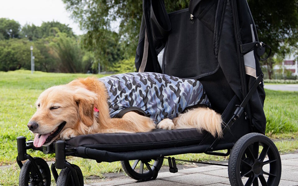 best dog strollers for dogs with mobility issues
