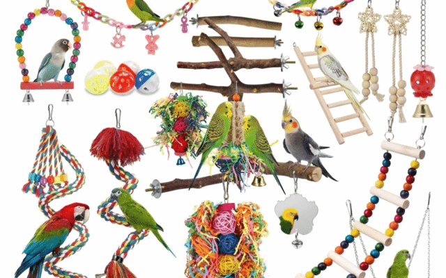 Pet Bird Accessories for Sale: Top Picks for Happy, Healthy Birds 10 pet bird accessories for sale top picks for happy healthy birds