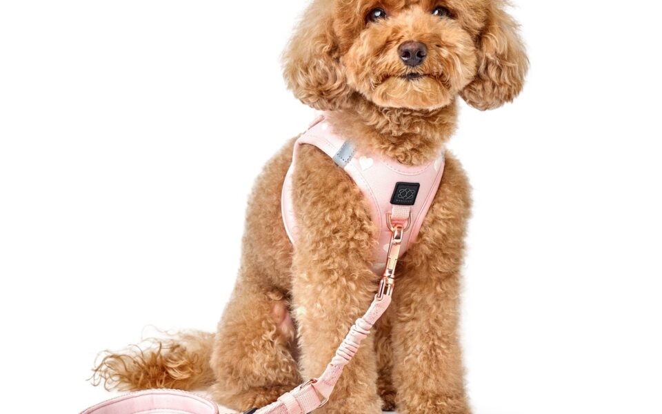 top pet accessories australia must have picks for 2025 1